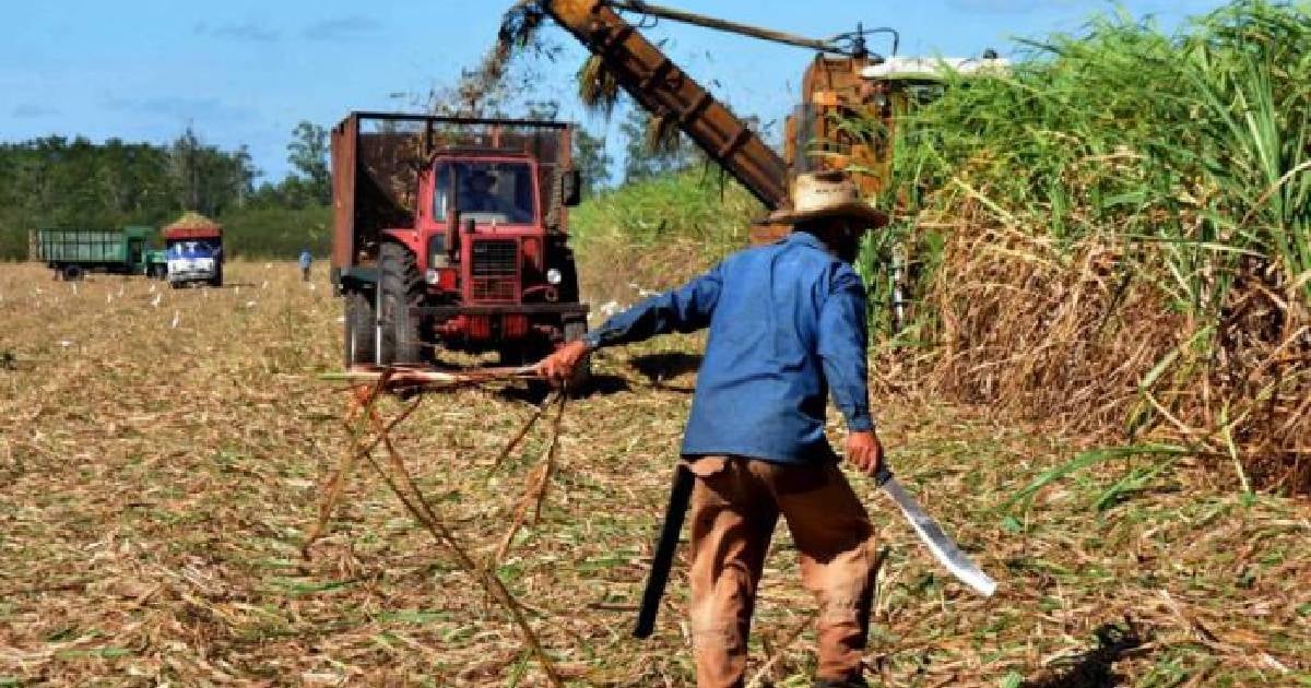 Camagüey apenas produjo 4 mil toneladas de azúcar en la reciente zafra
