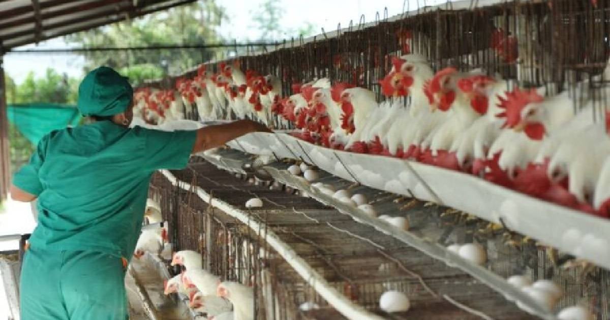 Avicultura en Pinar del Río sin levantar vuelo, mientras el huevo sigue escaso y caro