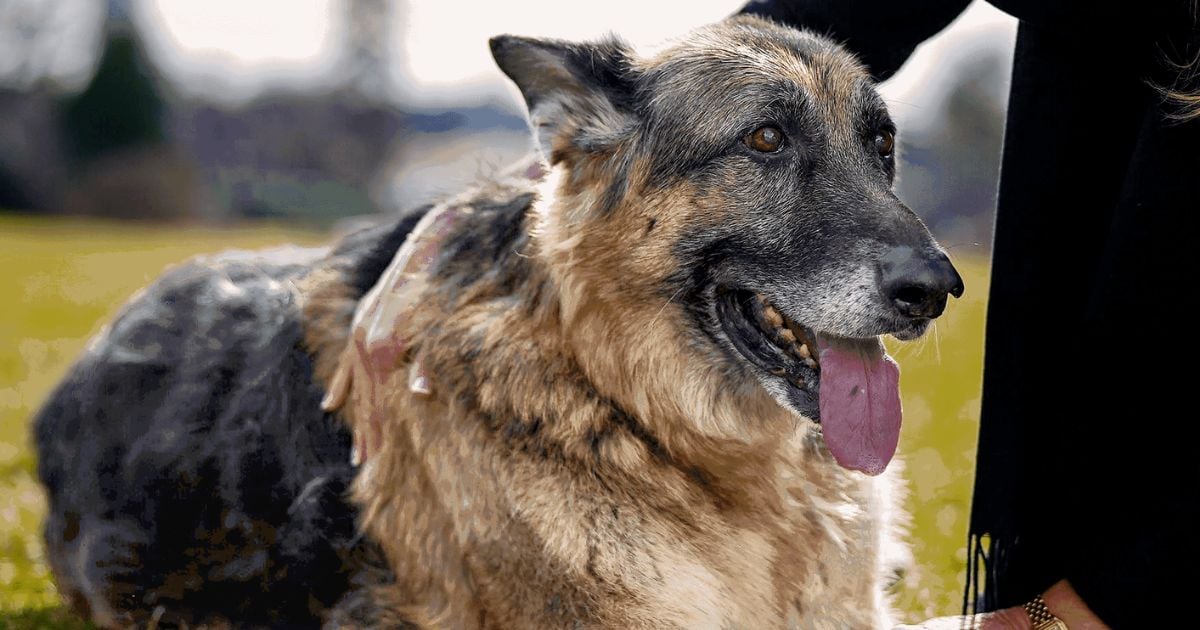 Brote de moquillo en Las Tunas pone en alerta a familias y protectores de animales