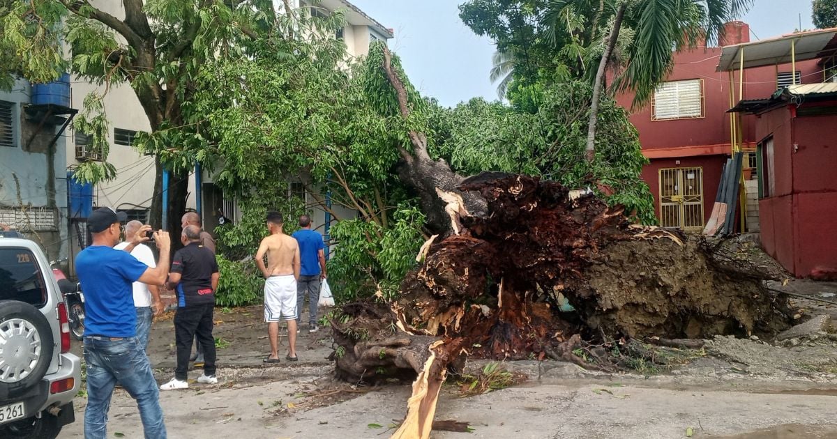 Severe Storm Causes Fallen Trees and Damage in Guantánamo
