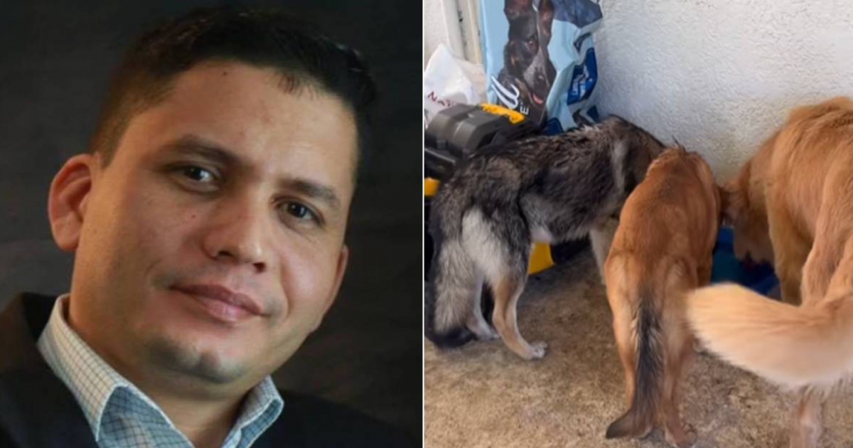 Eliécer Ávila Discovers Three Abandoned Puppies on Miami Roadside: "Help Me Decide What to Do"