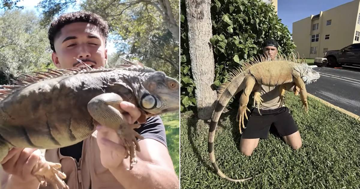 Cubano cazador de Iguanas © Captura de video / Instagram