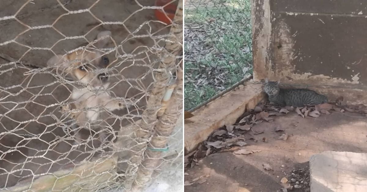 Denuncian condiciones deplorables del zoológico de Colón, Matanzas © Collage Facebook/Evelin Sara Cruz Alvarez 