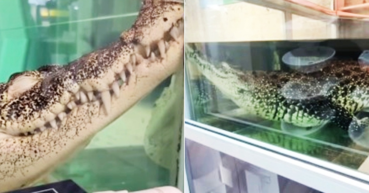 Cuban Crocodile Faces Possible Return Home After 30 Years in Russia
