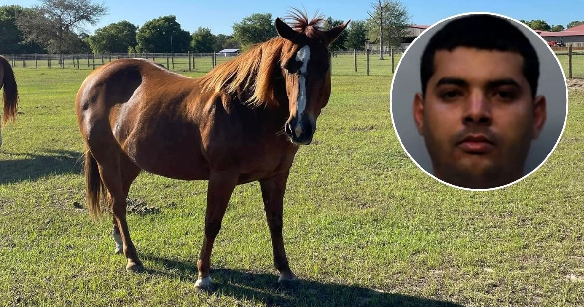 Horse Theft in Florida Leads to Arrest of Cuban Immigrant; ICE Issues Detention Order