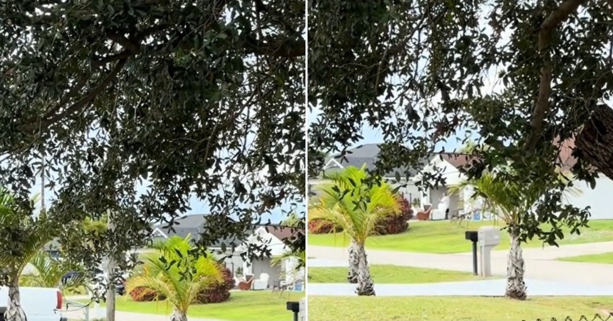 Cuban Woman's Viral TikTok Complaint About Noisy Neighbors Sparks Backlash