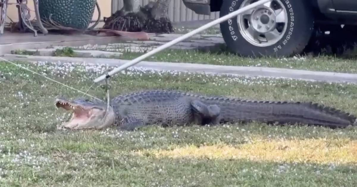 Giant Alligator Found in Miami-Dade Front Yard