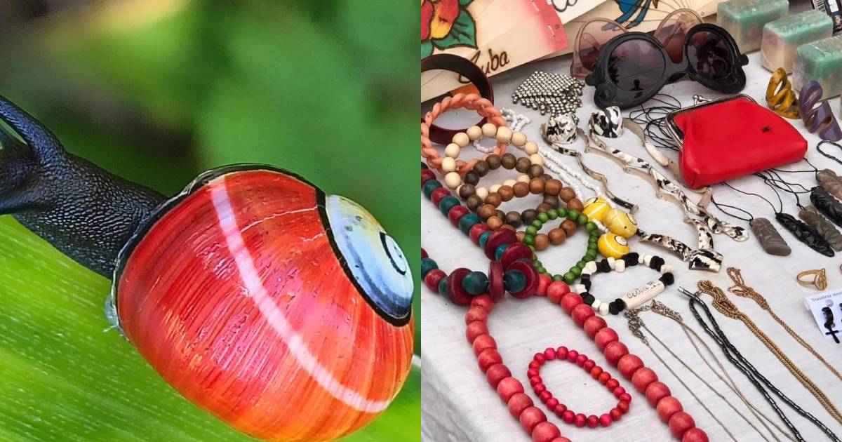 CITMA investigates the sale of handicrafts featuring polimitas in Havana, following reports of illegal use of protected species