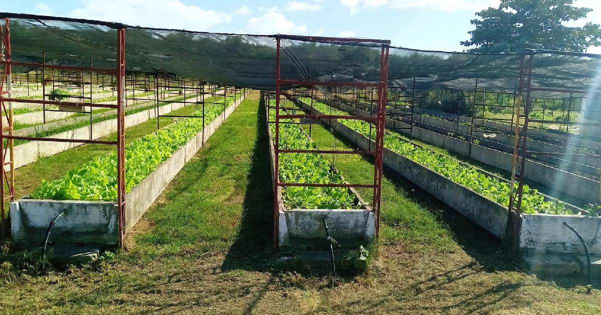Amidst Controversy Over Rice and Potatoes, Marrero Praises Urban Agriculture in Cuba