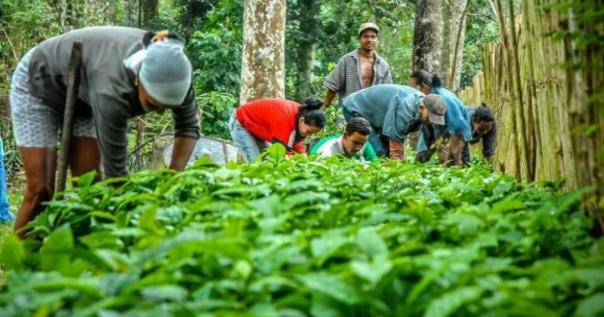 Cuban Media Shifts Focus to "Resilient Crop Cultivation" Amid Rice and Potato Controversy
