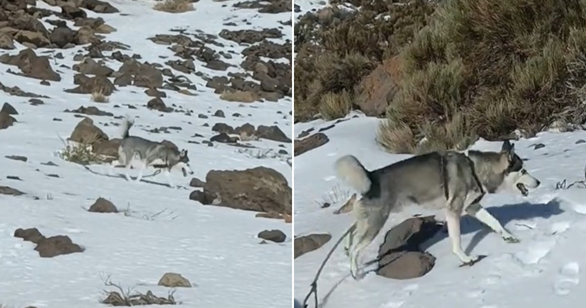 Cuban-Born Husky Experiences Snow for the First Time: "A Dream Come True"