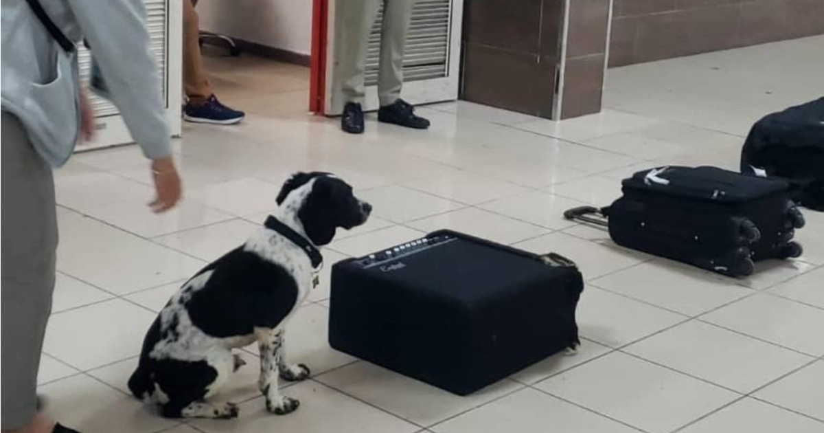 Unusual hiding place: They tried to smuggle narcotics inside a speaker at the airport in Havana