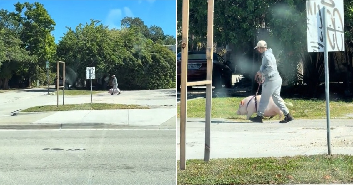 Only in Miami! Walking his pig and the social media erupts: "If he’s going to a Cuban's house..."