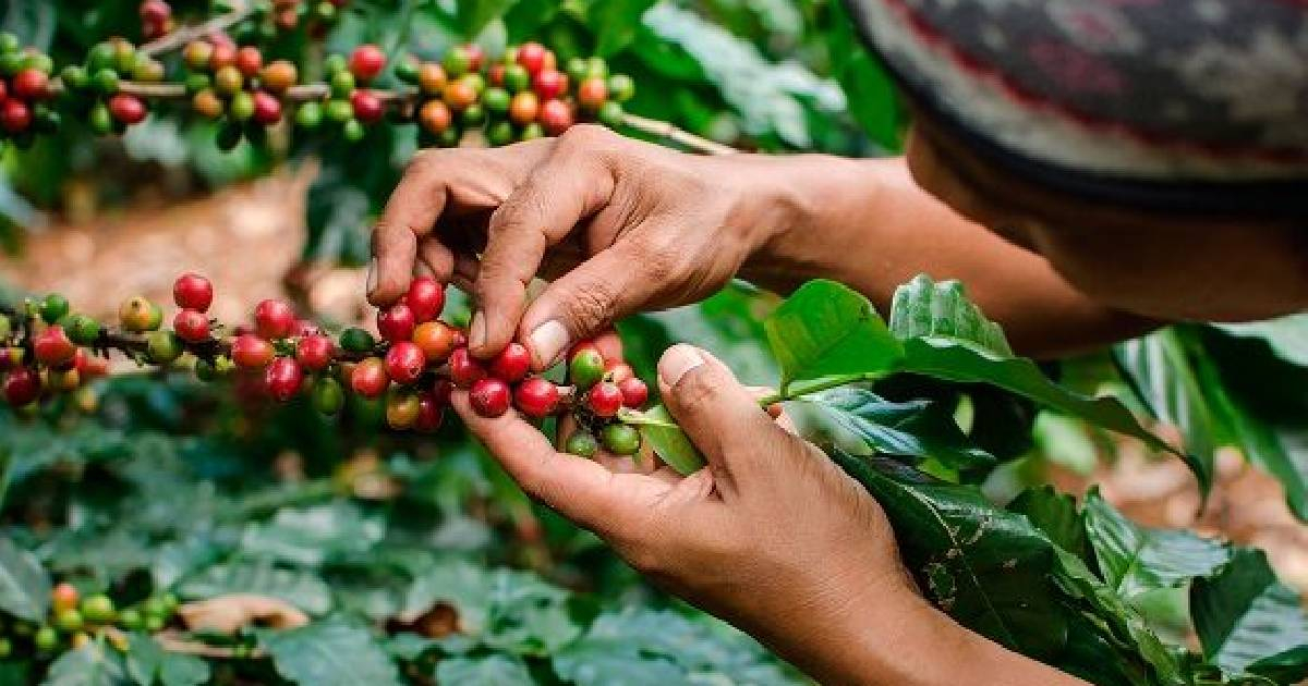 Cuban, Venezuelan, and Haitian migrants are maintaining the coffee harvest in Tapachula, in southern Mexico