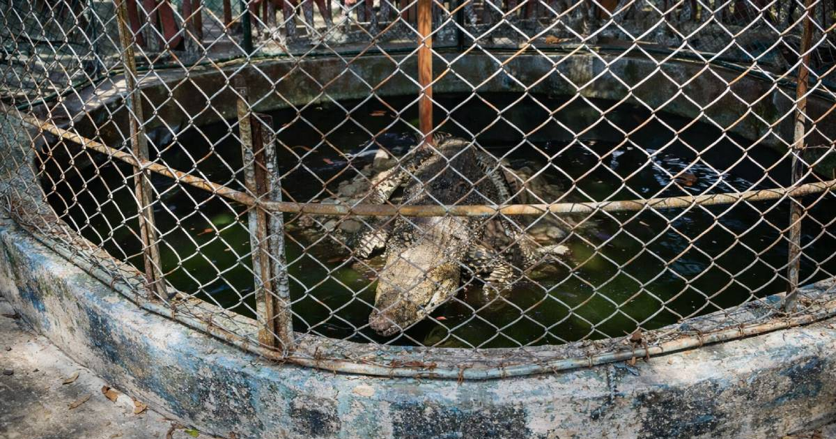 Danger in Caibarién: Crocodile Escapes Zoo, Residents Urged to Stay Away
