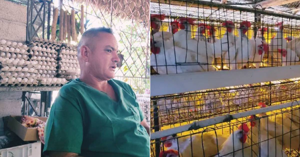 "Armored" positions in Villa Clara: state media showcases hardened egg shells amid a collapsed poultry sector