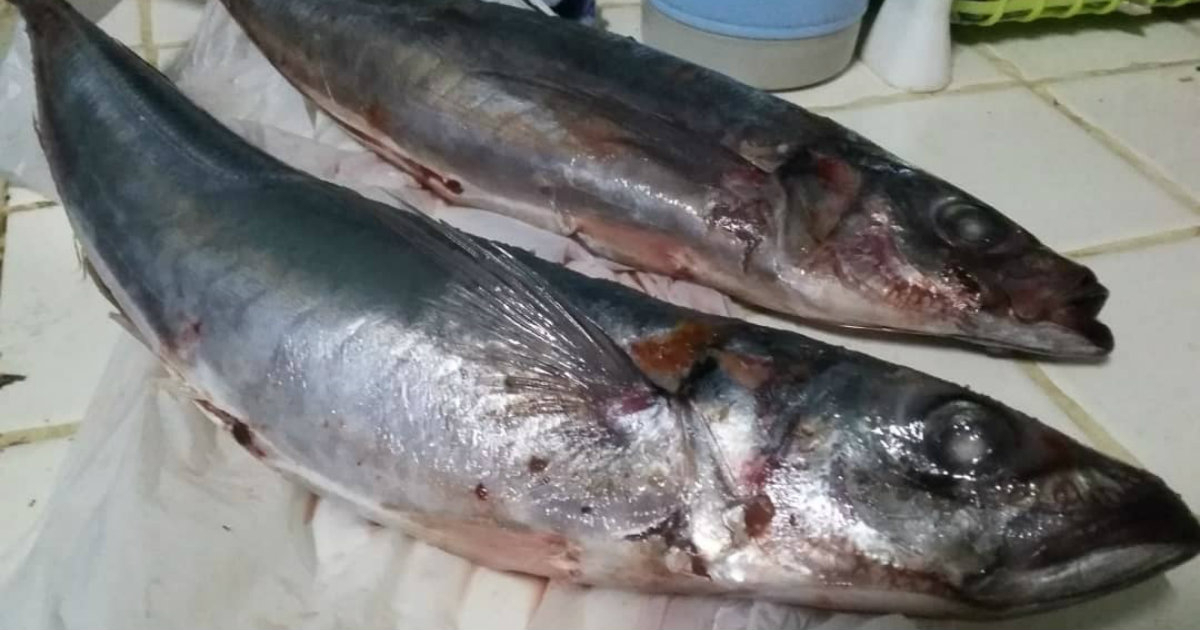 Cienfuegos is projecting 640 tons of platform fish this year, but only 20% will be for the population