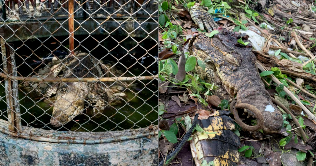 Crocodile Remains Discovered After Escape from Caibarién Zoo