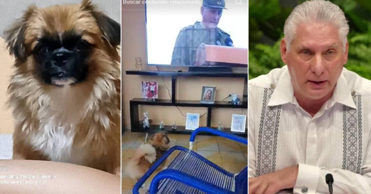 Cuban puppy reacts to seeing Miguel Díaz-Canel on television