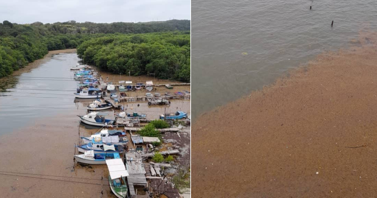 Jaruco River Overwhelmed by Sargassum: Photos Reveal the Extent of the Problem