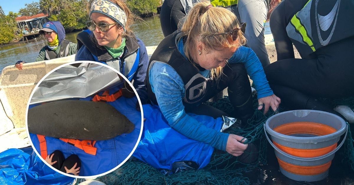 A manatee affected by low temperatures in Florida is rescued