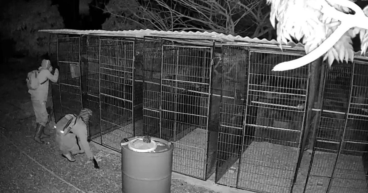 Thieves Caught on Camera Stealing Roosters from Guanajay Home