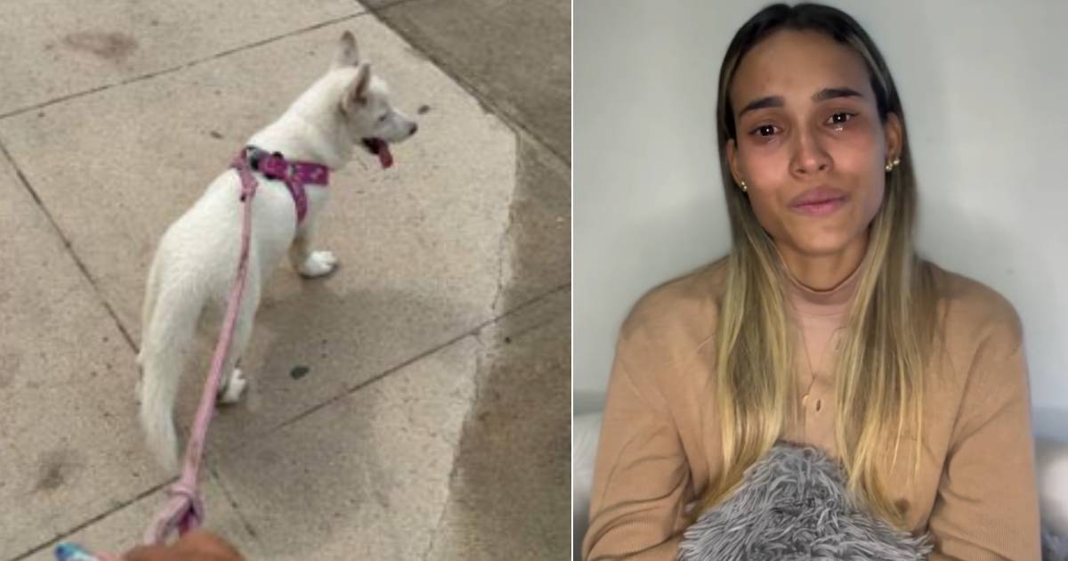 Thieves commit massive robbery in Havana and even take a husky dog: "I am paying for information," says the victim