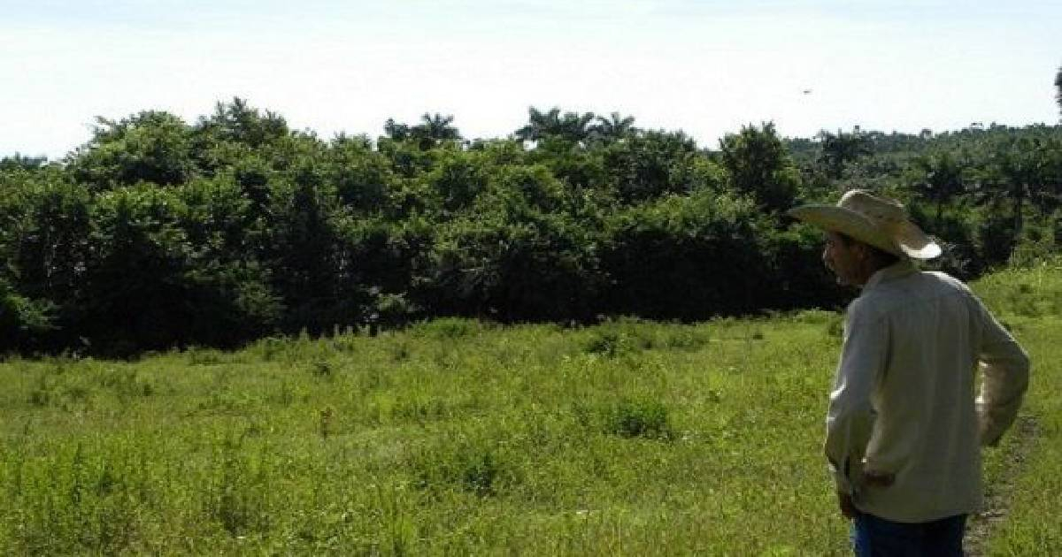 Cuban Government Revives Failed Havana Greenbelt Project to Boost Agriculture