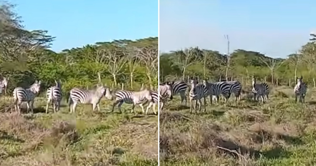 Cuban Influencer Astonished by Unexpected Zebra Herd in Camagüey's Protected Area