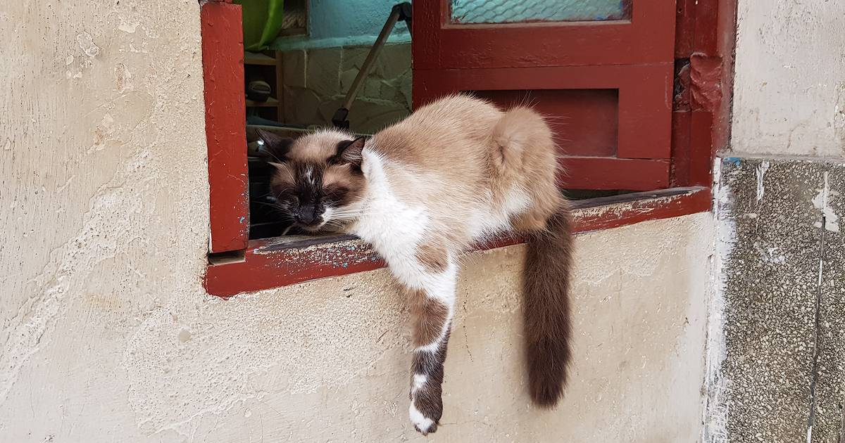 The Dark Origin of "María Ramos' Kitten": A Crime, a Trial, and a Legend in Havana