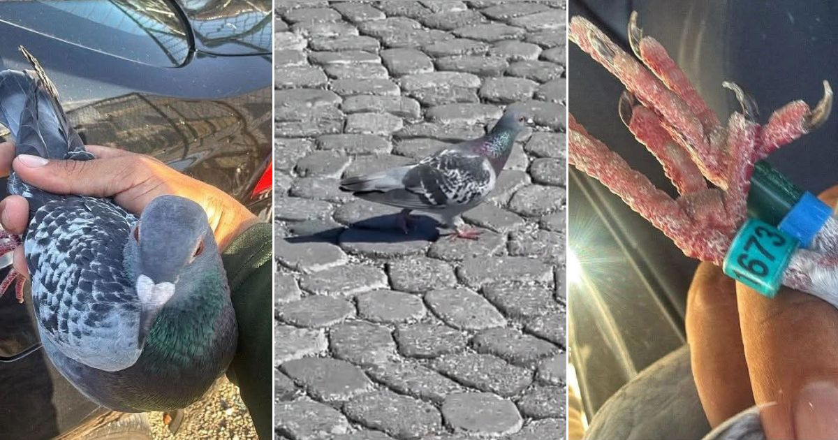 Cuban Pigeon Reaches US: Exploring the Reasons Behind Its Departure