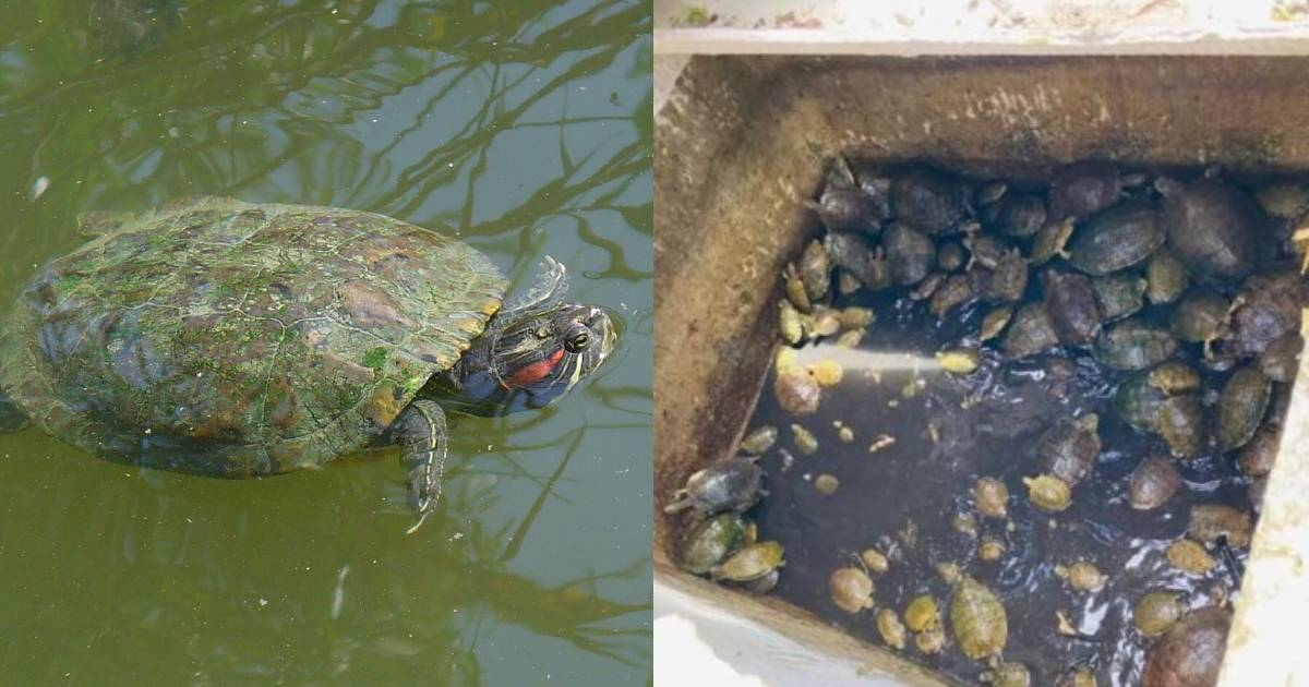 Alert on social media about the alleged sale of overcrowded jicoteas in unsanitary conditions in Las Tunas