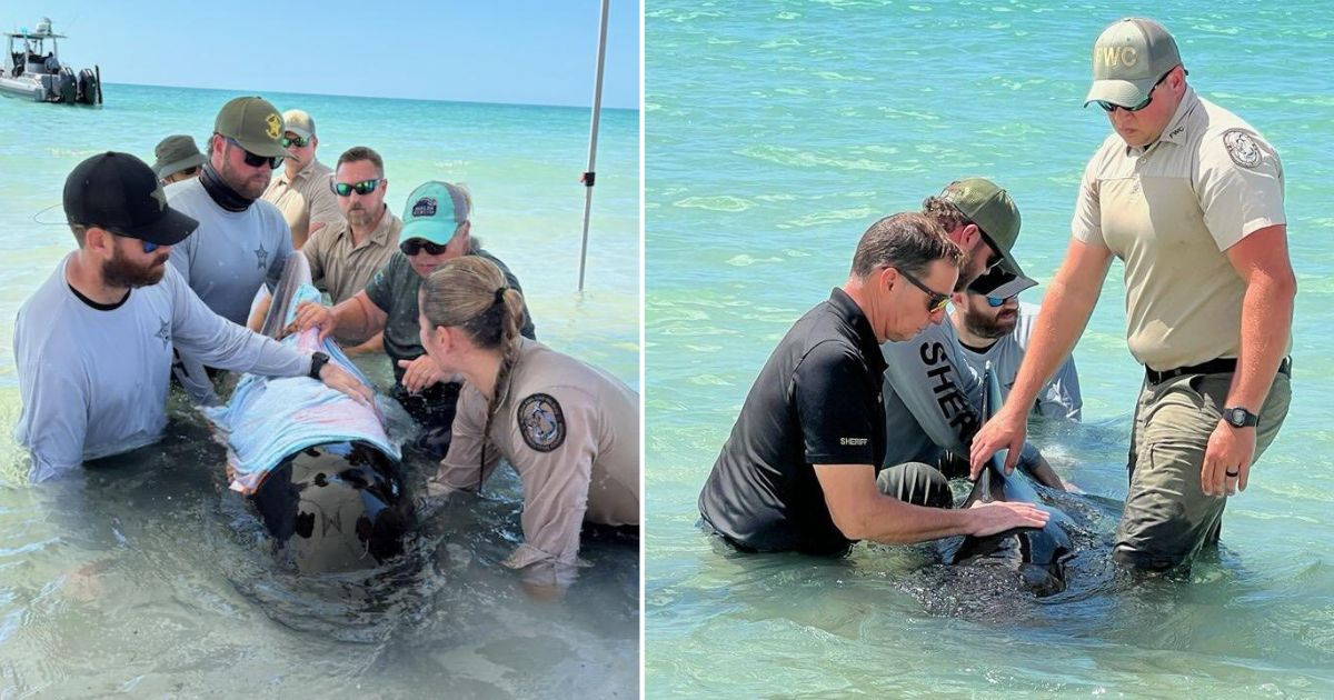 A pilot whale calf stranded on a beach in Florida is rescued