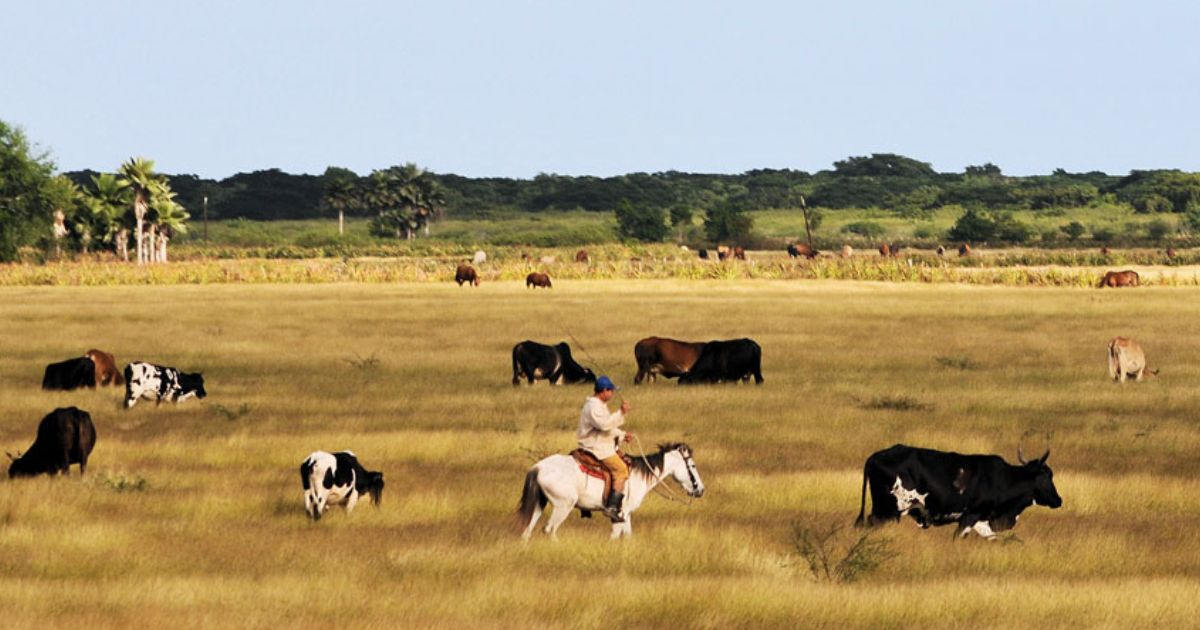 Masked Gunmen Raid Matanzas Cooperative, Stealing Cattle; Four Suspects Apprehended