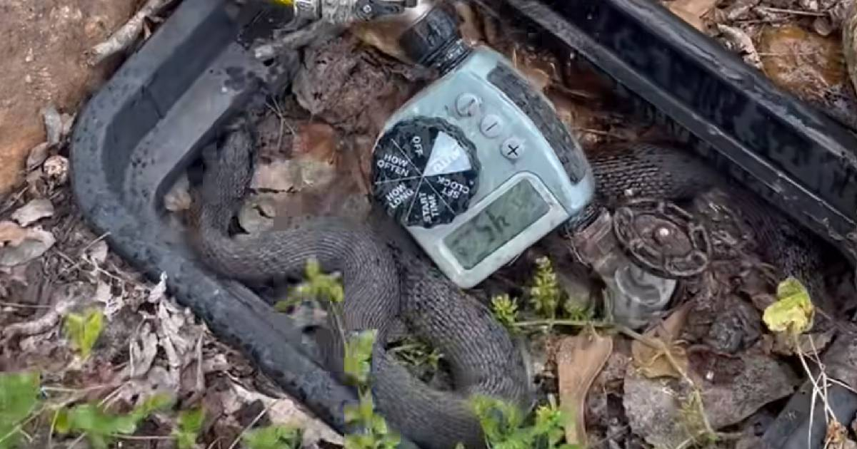 A Cuban's Startling Encounter with a Snake in Houston