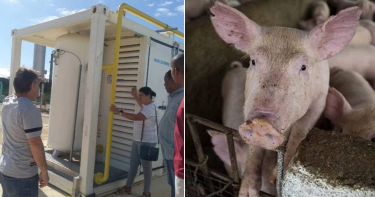 Cubans Express Skepticism Over First Biogas Plant: "We Don't Even Have Pigs Anymore"