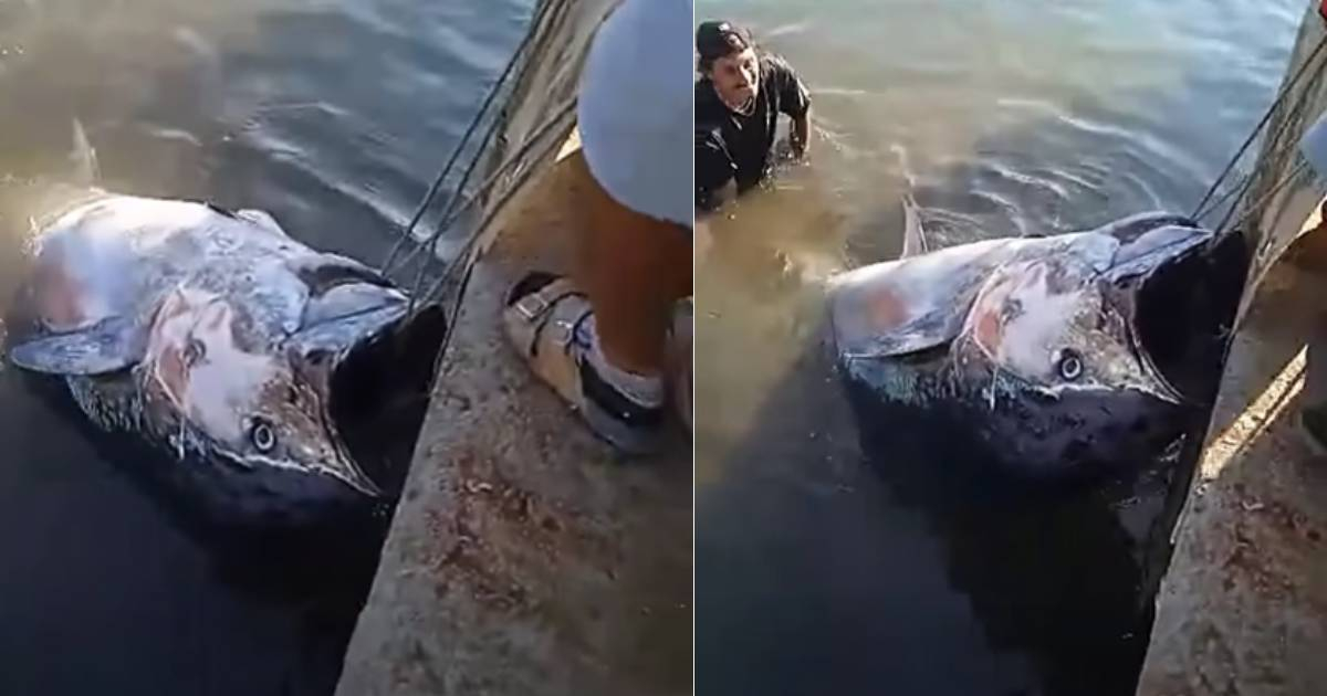 Cubans Astonished by the Enormous Tuna Caught at Playa Baracoa