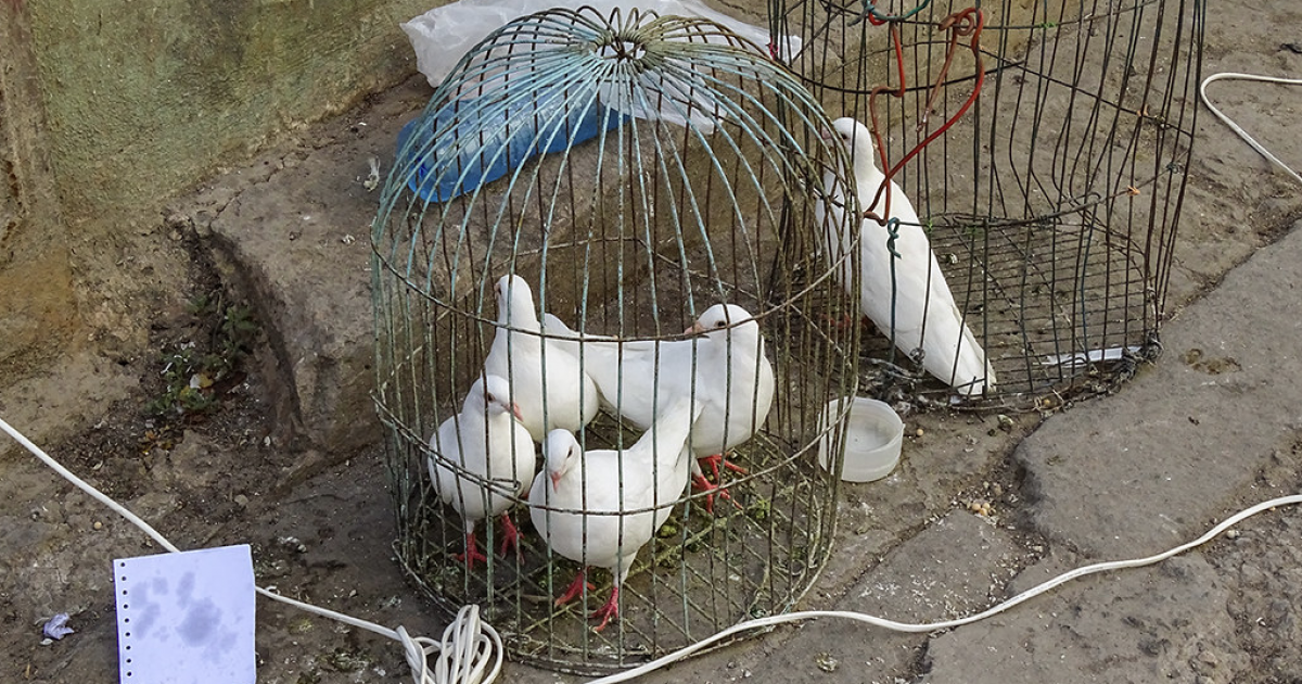 Latest technology in Cuba: carrier pigeons raise alarms in the U.S.