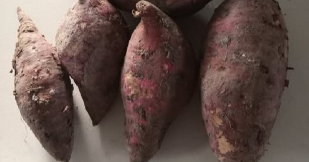 Cuban's Frustration Over Sweet Potato Prices: "What Prosperous Socialism Are These Lunatics Talking About?"