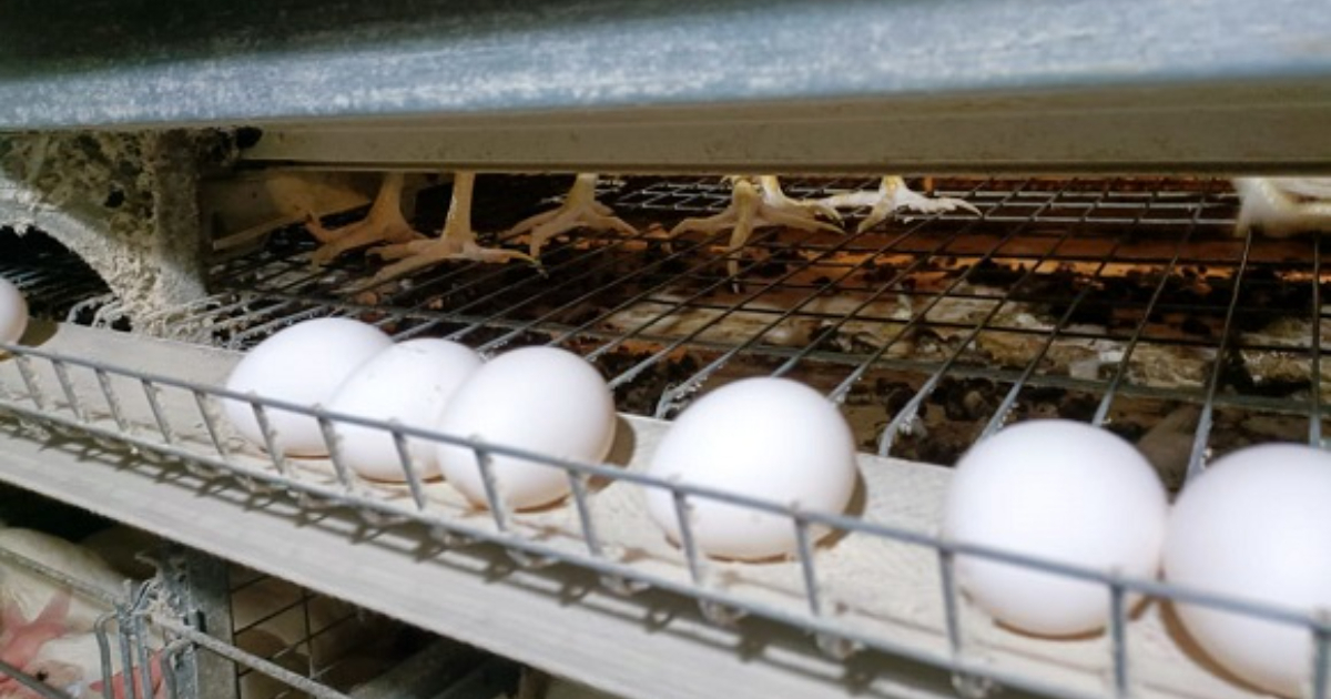 Exorbitant Egg Prices Highlight Cuba's Dire Conditions