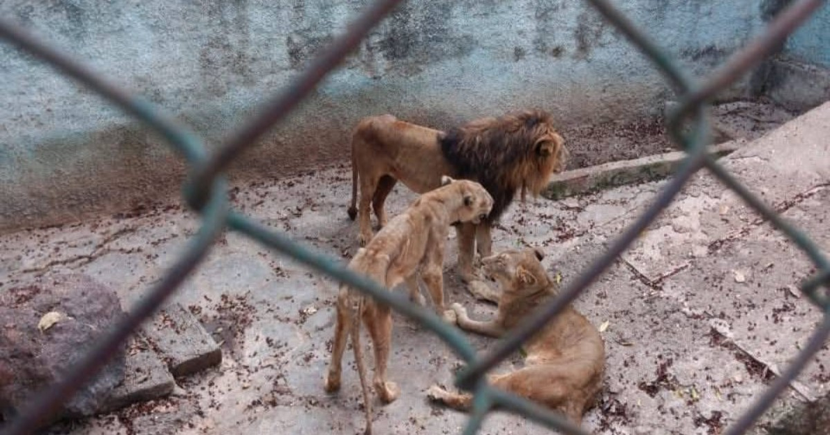 Camagüey Zoo Addresses Criticisms Over Animal Neglect and Starvation