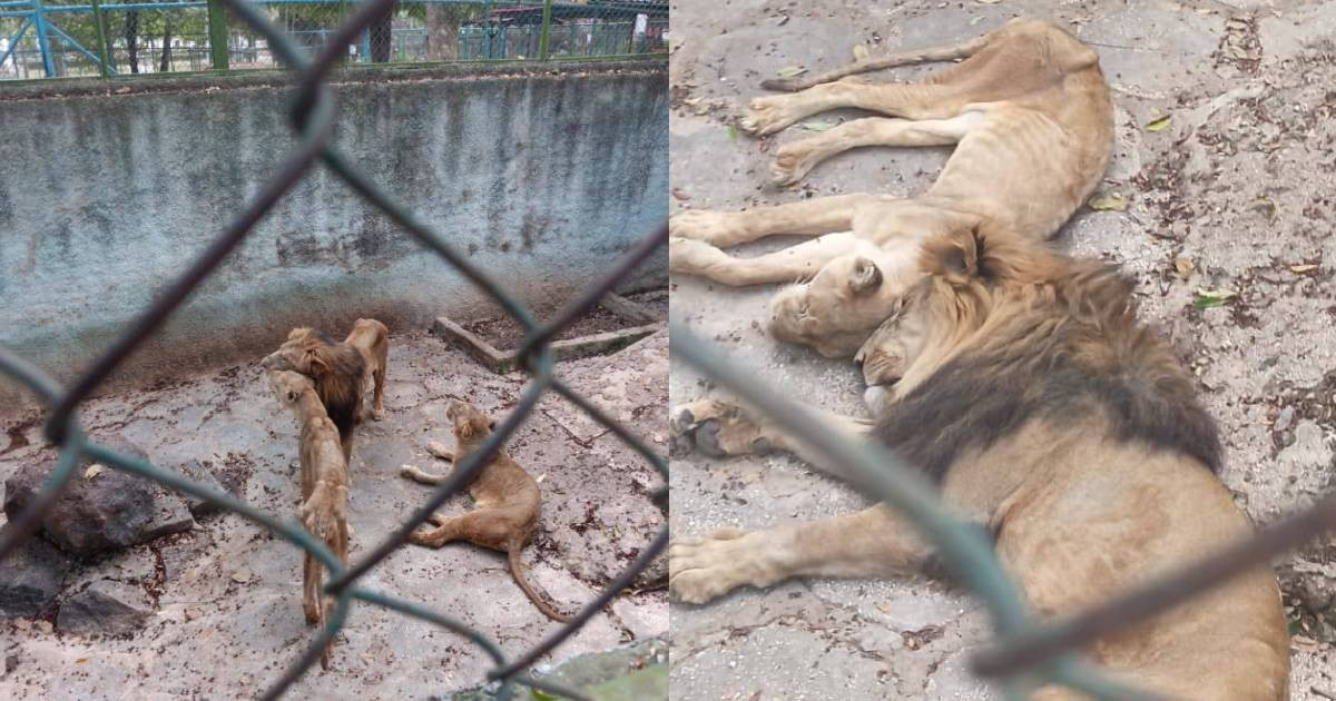 Public Pressure Spurs Urgent Repairs at Camagüey Zoo Following Outcry Over Emaciated Lions