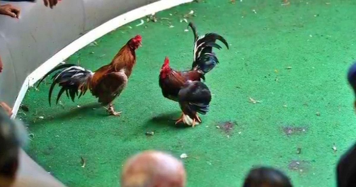 Two Men Apprehended After Alleged Cockfighting Farm Discovered in Miami-Dade County