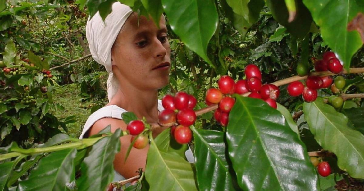 Cubans no longer see coffee, but the regime is seeking to increase exports