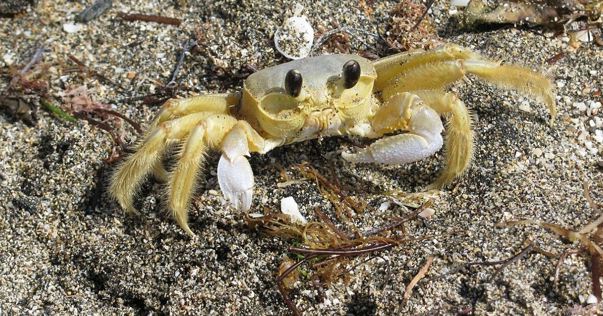 Florida Deploys Crabs in Effort to Avert Ecological Crisis
