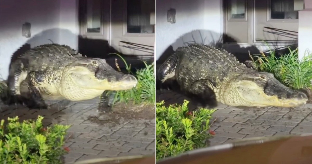 Giant Alligator Pays a Visit to Cuban Meteorologist's Neighborhood in Florida
