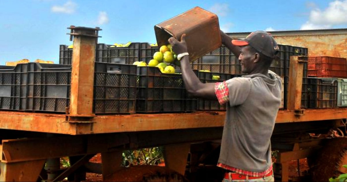 Cuban Government Ends Acopio Monopoly But Retains State Control Over Agriculture