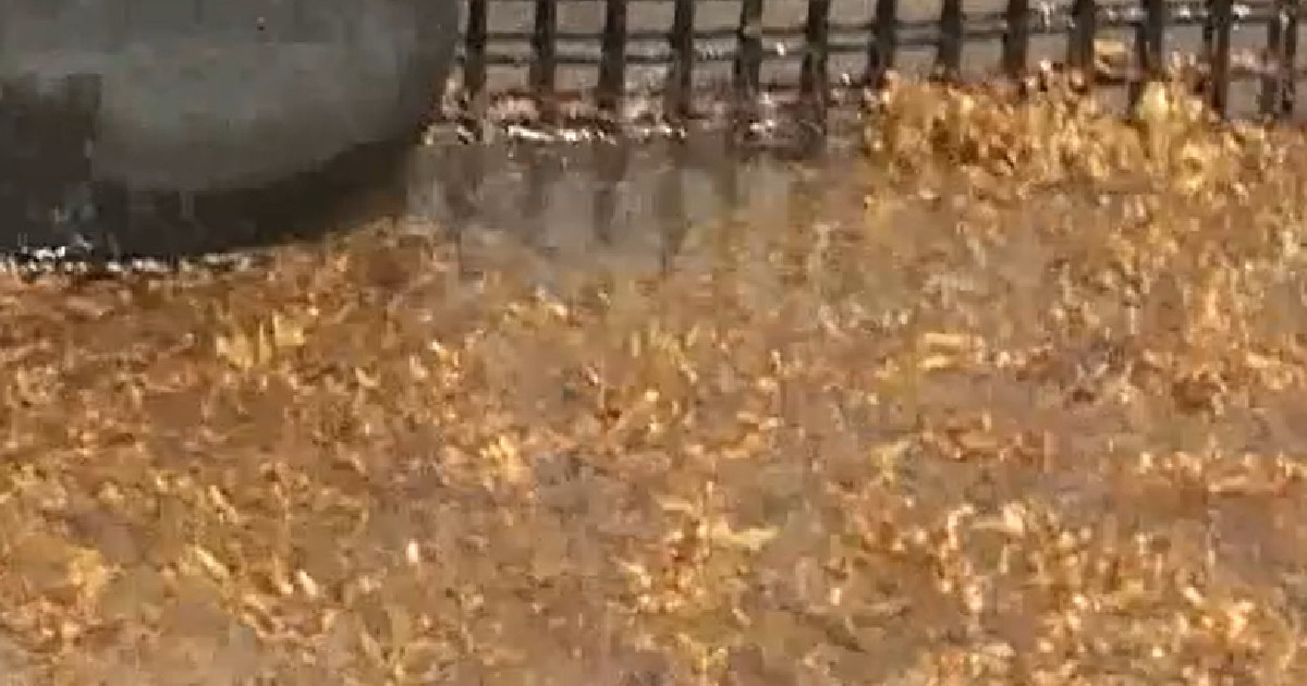 Another "culprit" of the blackouts in Cuba has emerged: the "malevolent" sargassum, according to Energas