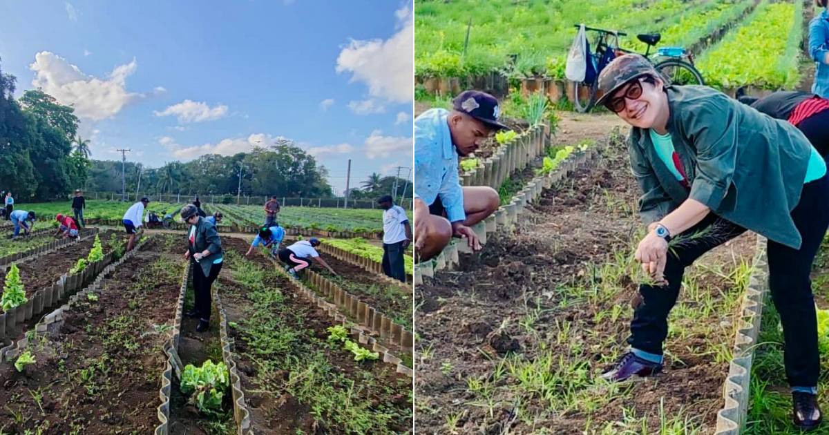 Lis Cuesta plays the role of a country woman among lettuces and slogans, while millions of Cubans search for something to eat