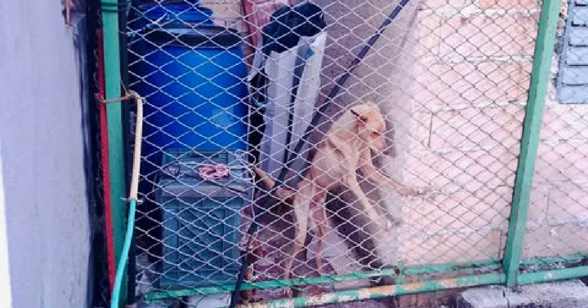 Maltrato animal en La Habana © FB/Javier Larrea